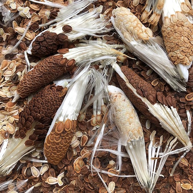 Organic Milkweed, Common Seeds (Asclepias syriaca L) 100 Seeds (1 Grams) - Common Milkweed - Monarch Butterfly Host Plant Seeds - Pollinator Seeds