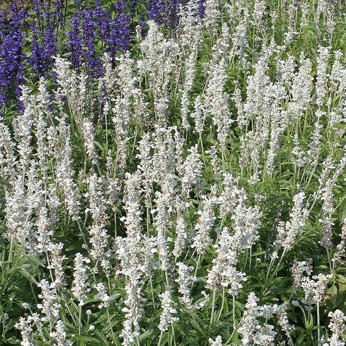 Outsidepride White Victory Salvia Seeds - 1000 Pcs Perennial, Compact, Heavy Blooming & Drought-Tolerant Sage Seeds for Planting Fragrant White Blooms for Butterfly & Hummingbird Gardens & Landscaping