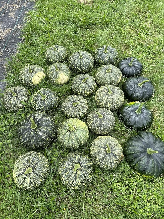 20 Bangla Sweet Spotted Dotted Pumpkin Seeds, High-Yield Variety, 75-80 Days Harvest, Indian Sweet Pumpkin Seeds