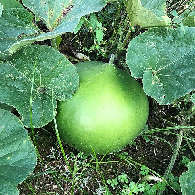 Bushel Basket Gourd Seeds (Lagenaria siceraria) 10 Seeds (3 g) - Huge Gourds for Crafts by Smoke Camp Crafts