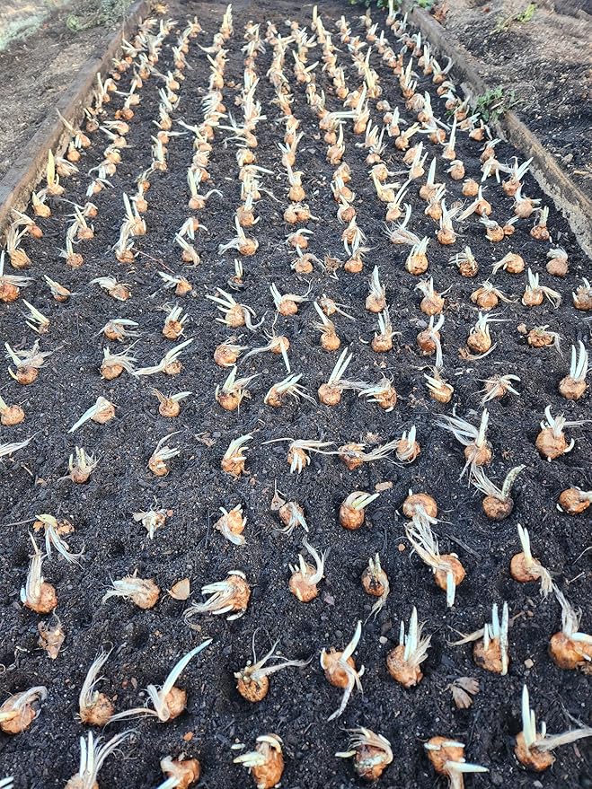 3 Saffron Sativus Crocus Corms - Huge 10+ cm Corms for Planting - Saffron Crocus Bulbs with Complete Planting Instructions - Premium Crocus Sativus Bulbs for 2025 Garden Harvest