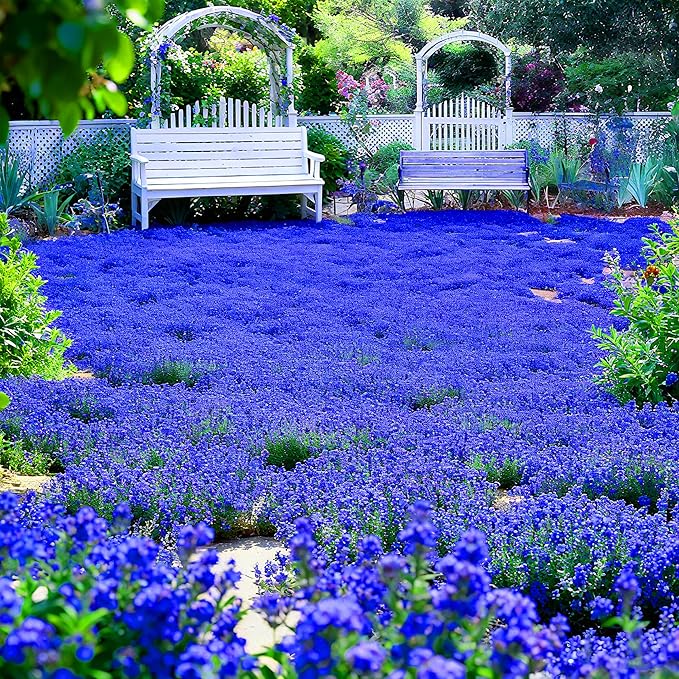 15000+ Creeping Thyme Seeds for Planting Outdoor-Perennial Magic Carpet Ground Cover Herb Plant in Your Home Garden Backyard Non-GMO