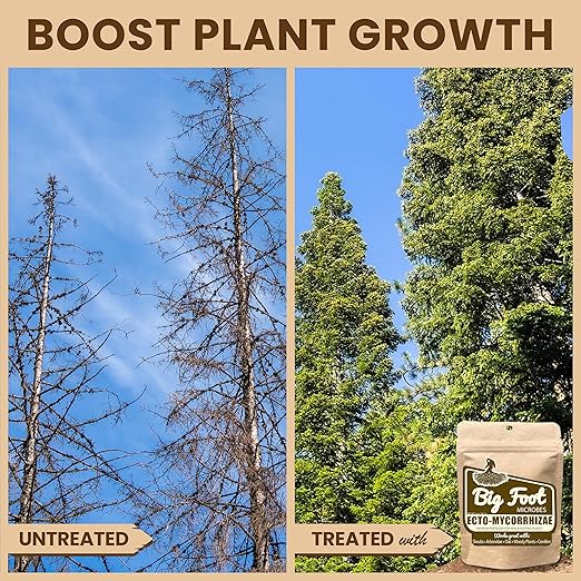 Big Foot Ecto Mycorrhizae Water Soluble Powder for Woody Plants - Shrubs, Arborvitae, Oak, Conifers, Christmas Trees - 2 Ounces