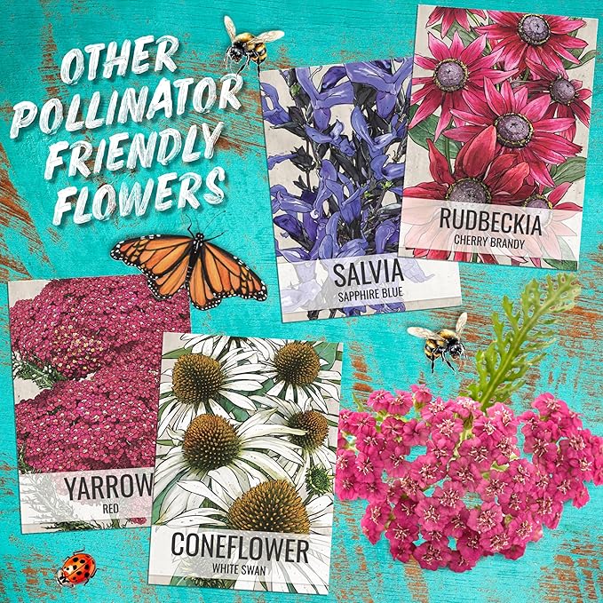 Seed Needs Orange Milkweed Seeds for Planting Butterfly Weed - Heirloom & Untreated Perennial Flower Seed to Grow a Monarch Butterfly Garden (1 Pack)