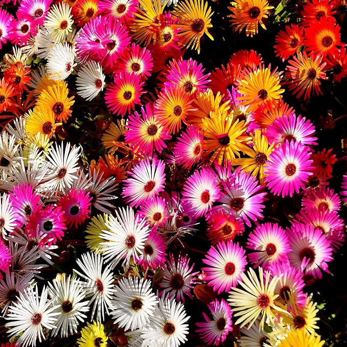 Outsidepride Mix Ice Plant Seeds - 10000 Pcs Perennial, Drought Tolerant Ground Cover Seeds for Planting Vibrant Trailing Blooms, Ideal for Sunny Gardens & Xeriscape Landscaping