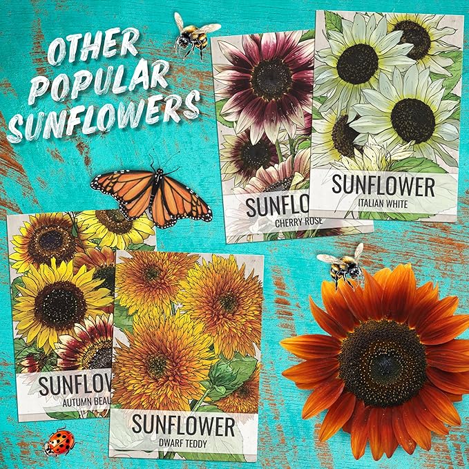 Seed Needs Sunflower Seeds for Planting Chocolate Sunflowers - Heirloom & Open Pollinated Flower Seed to Plant & Grow an Outdoor Wildflower Butterfly Garden (1 Pack)
