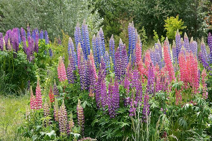 Perennial Flower Seeds Collection, 1500 Seeds, 4 Heirloom Non-GMO Varieties, Shasta Daisy, Black Eyed Susan, Lupine, Purple Cone Flower.