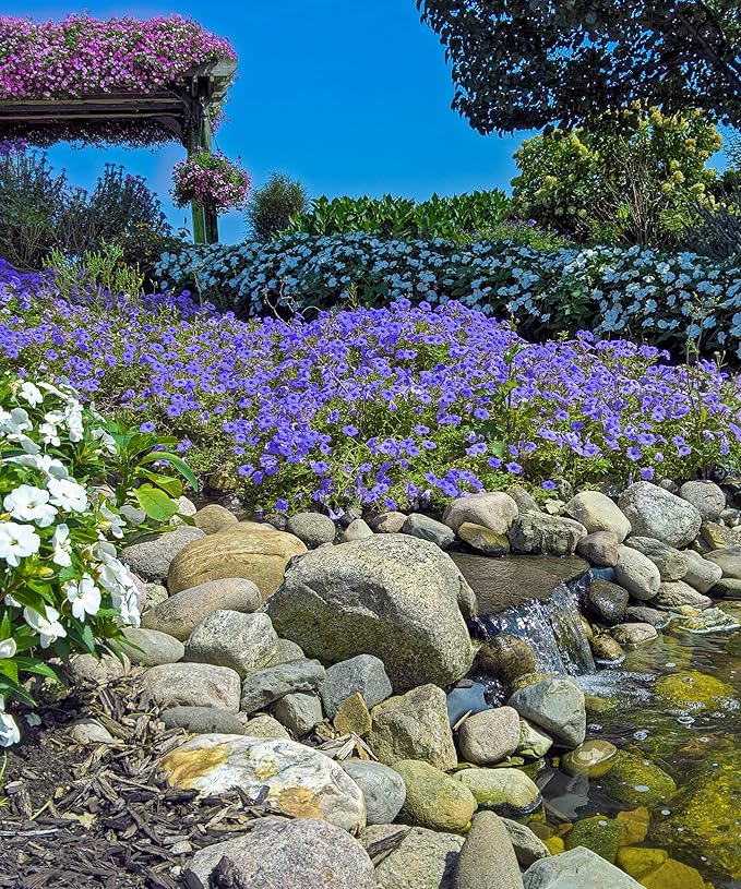 Amazing Rock Garden Flower Collection – 55 Bulbs | Mixed Colors (Pink, Purple, White, Blue) Spring Bloomers – Easy to Grow Perennial | Partial Sun to Shade – Zones 3‑8 - Attracts Butterflies & Bees