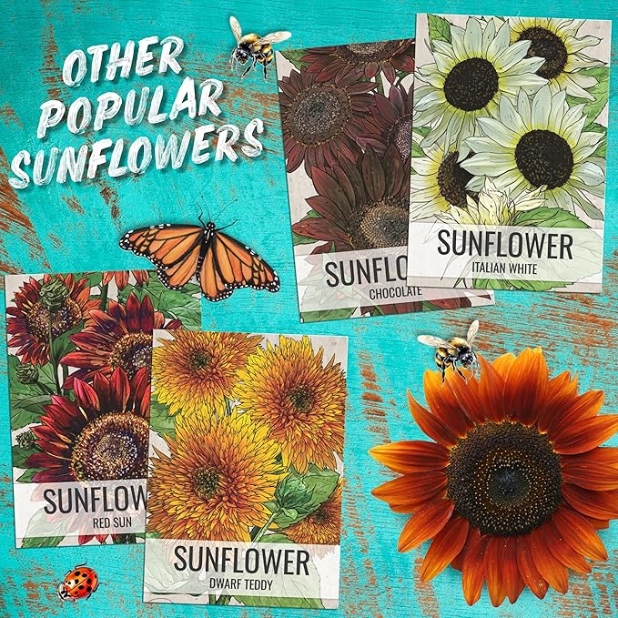 Seed Needs Sunflower Seeds to Plant Autumn Beauty Sunflowers (Mixture) - Heirloom & Open Pollinated Flower Seed to Plant an Outdoor Wildflower Butterfly Garden - Makes a Great Cut Flower (1 Pack)