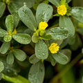 Outsidepride Green Purslane Seeds for Planting - 5,000 Pcs Annual, Easy to Grow, Vitamin-Rich & Drought Tolerant Succulent Seeds for Culinary, Xeriscaping, Containers & Hanging Baskets
