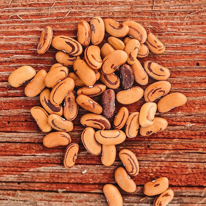 Tiger's Eye Bush Shelling Bean - 50 Seeds - Heirloom & Open-Pollinated Variety, USA-Grown, Non-GMO Vegetable/Dry Bean Seeds for Planting Outdoors in The Home Garden, Thresh Seed Company