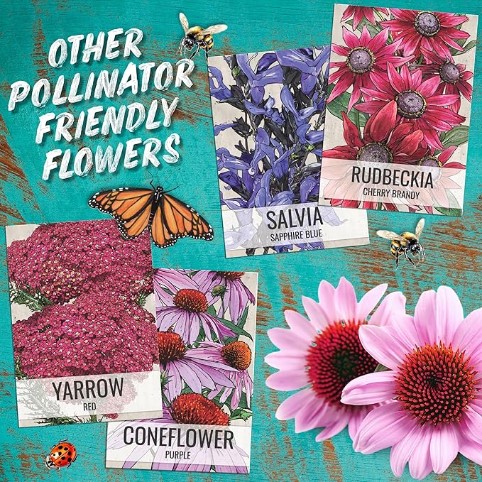 Seed Needs, Scarlet Red Sage Seeds - 800 Heirloom Seeds for Planting Salvia coccinea - Perennial Wildflower for an Outdoor Garden, Open Pollinated & Attracts Pollinators (5 Packs)