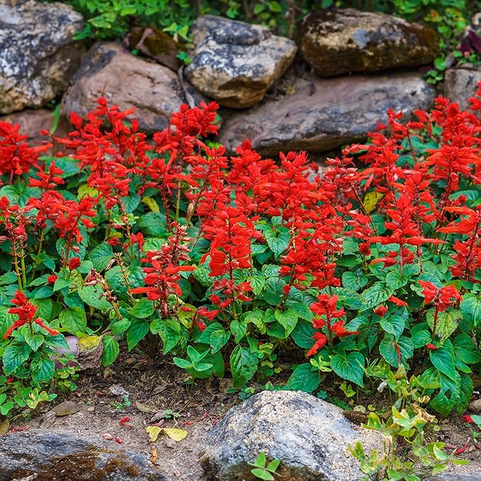 Outsidepride Salvia Coccinea Scarlet Sage Seeds for Planting - 1/4 Lb. Perennial, Heat-Tolerant Wildflower Seeds w/Red Blooms, Attracts Hummingbirds & Butterflies for Pollinator-Friendly Gardens