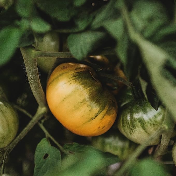 Hensley Settlement Heirloom Yellow Tomato - 50 Seeds - Rare Heirloom, Low Acid Variety, Non-GMO Vegetable Seeds for Planting in The Home Garden, Thresh Seed Company