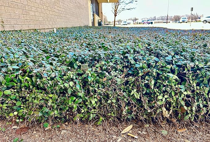 Asiatic Jasmine Live Plants, 3 inch Pot, Evergreen Ground Cover 18 Count