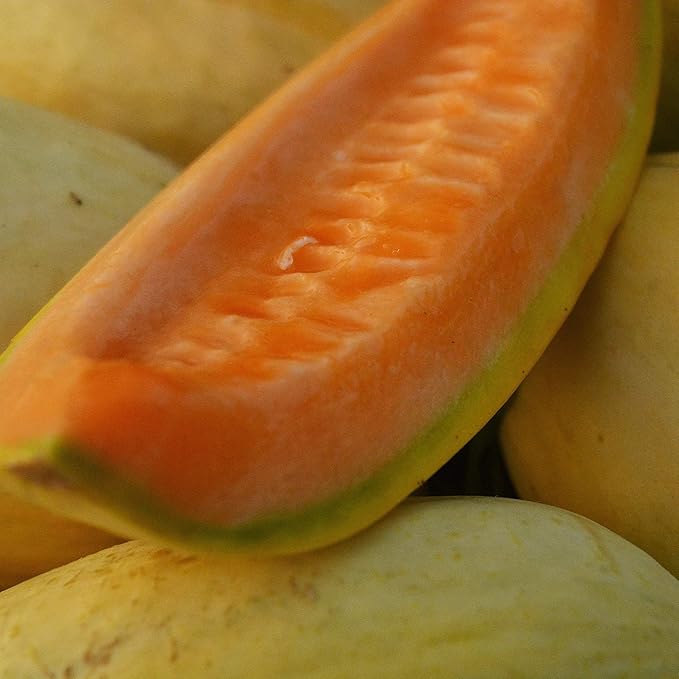 Banana Melon - 25 Seeds - Heirloom & Open-Pollinated Variety, Sweet & Easy-to-Grow, Non-GMO Fruit & Vegetable Seeds for Planting Outdoors in The Home Garden, Thresh Seed Company
