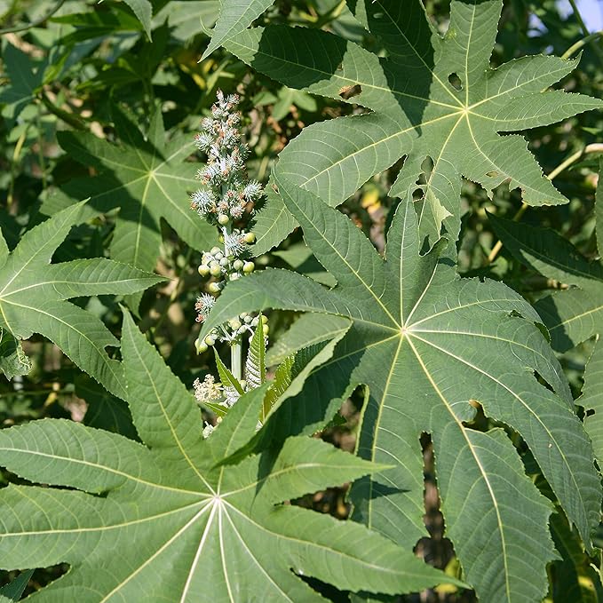 Outsidepride Zanzibariensis Castor Bean Seeds - 50 Pcs Annual Quick-Growing Tropical Flower Seeds for Planting Vibrant Foliage & Colorful Blooms for Eye-Catching Borders, Gardens & Landscapes