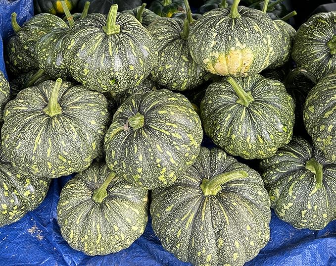20 Bangla Sweet Spotted Dotted Pumpkin Seeds, High-Yield Variety, 75-80 Days Harvest, Indian Sweet Pumpkin Seeds