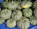 20 Bangla Sweet Spotted Dotted Pumpkin Seeds, High-Yield Variety, 75-80 Days Harvest, Indian Sweet Pumpkin Seeds