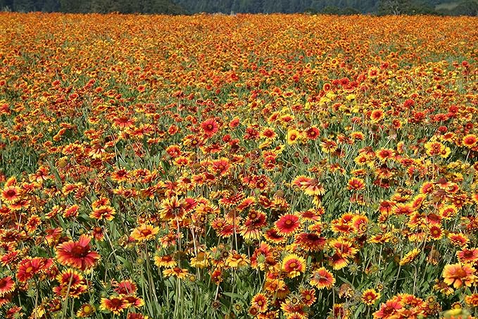 Blanketflower Gaillardia Seeds (Gaillardia aristata) – 500+ Non-GMO Heirloom Seeds by Isla’s Garden Seeds, Vibrant Perennial Wildflowers, Attracts Butterflies & Bees, Drought-Tolerant & Easy to Grow
