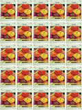 Black Duck Brand Set of 25 Packs of Zinnia California Flower Seed Packets! Flower Seeds in Bulk - Great for Creating The Garden of Your Dreams! (25, Zinnia - California Mix)