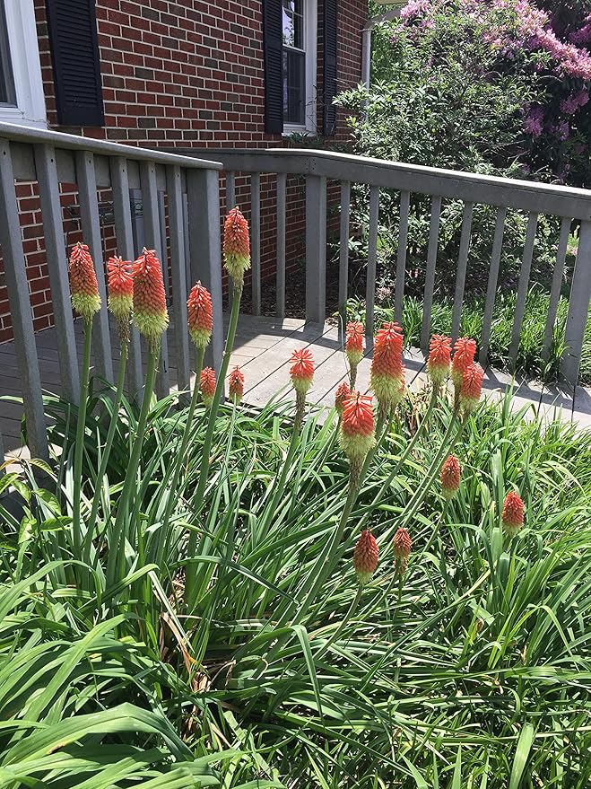 2 Bareroot Red Hot Poker/Torch Lily/Kniphofia/Poker Lily