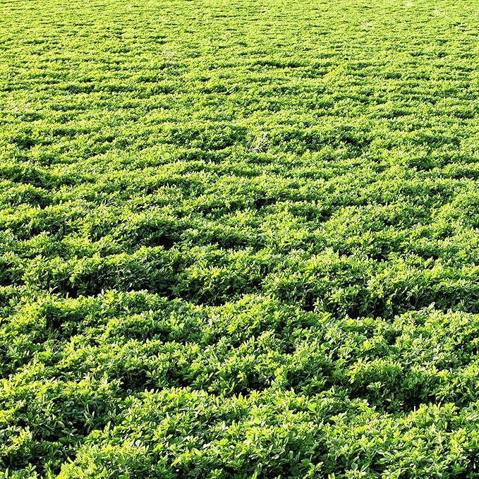 Outsidepride Perennial Alfalfa Seeds for Planting - 5 lbs High Yield, Nitrocoated, Inoculated Winter Hardy Forage Legume Seeds for Growing Lush Green Grass Lawns, Pastures, & Hay for Livestock