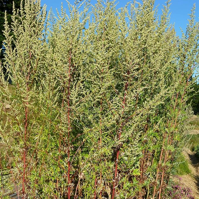QAUZUY GARDEN 100 Mugwort Seeds (Artemisia Vulgaris) Wild Riverside Wormwood | Premium Organic Non-GMO Heirloom Herb Seeds | Fragrant & Attract Pollinators