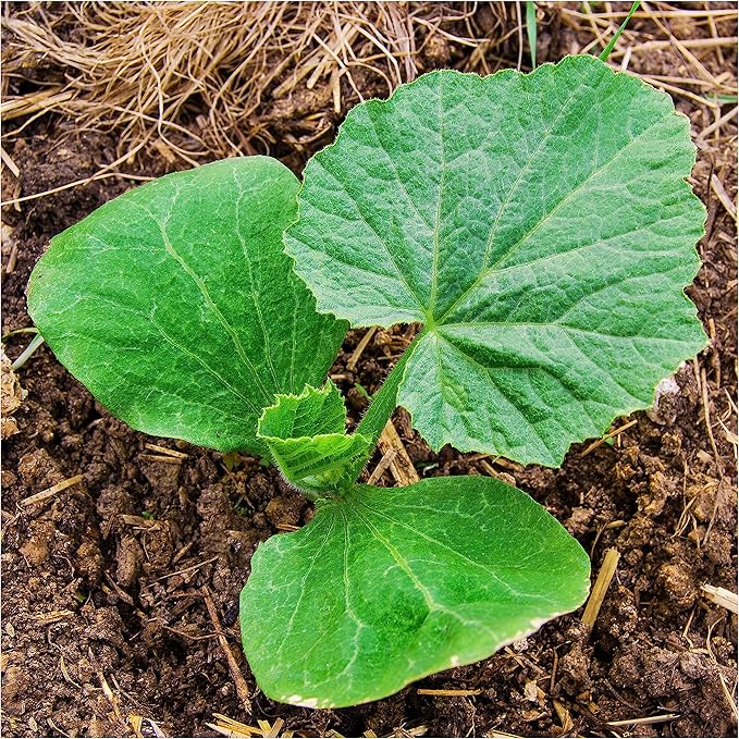 Seed Needs, Jack O' Lantern Pumpkin Seeds - 25 Heirloom Seeds for Planting Cucurbita Pepo - Non-GMO & Untreated, Great for Carving at Halloween (2 Packs)