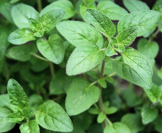 NIKA SEEDS - Seeds Herb Sweet Marjoram Oregano Medicinal - 1000 Seeds