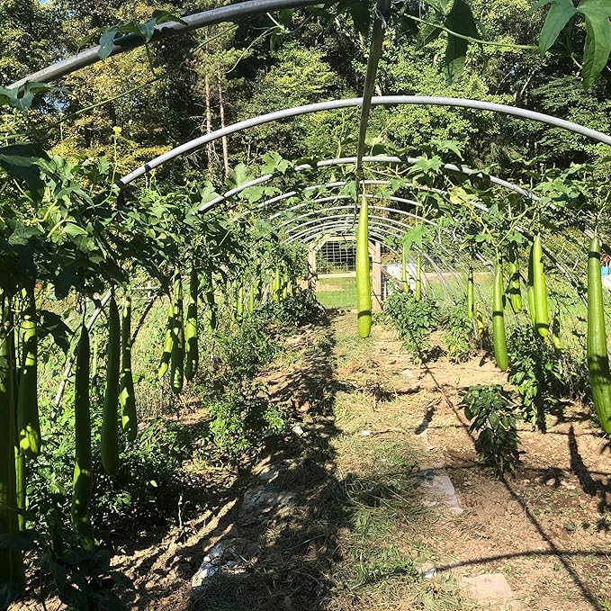 Organic Luffa Gourd Seeds (Luffa acutangula) 10 Seeds (0.2 Grams) - Loofah, Loofa, Luffah Gourd - Edible and Grow to Make Your Own Sponges - Sponge Gourd Seeds by Smoke Camp Crafts