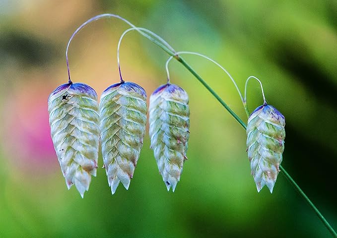 Rattlesnake Grass Seeds for Planting - Greater Quaking Grass (500 Seeds)