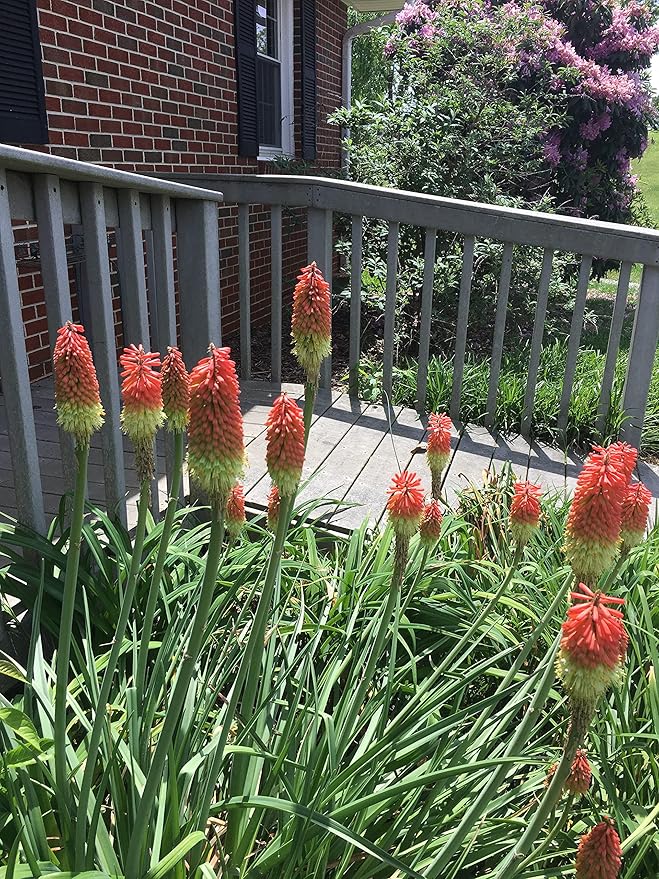 2 Bareroot Red Hot Poker/Torch Lily/Kniphofia/Poker Lily