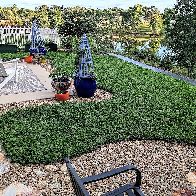 Outsidepride Perennial White MiniClover Seed - 2 lb. Dwarf, Small-Leaved, Drought & Wear-Tolerant Micro Clover Seeds for Lawn, Ideal Low-Maintenance & Easy to Grow Ground Cover Seeds for Home Yard