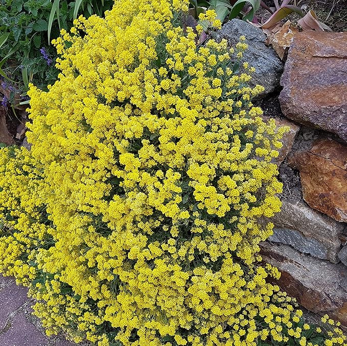 Outsidepride Mountain Gold Alyssum Seeds - 5000 Pcs Perennial, Drought-Tolerant & Pollinator-Friendly Ground Cover Seeds w/Fragrant Yellow Blooms for Low-Growing Xeriscaping & Outdoor Planting
