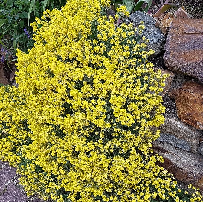 Outsidepride Mountain Gold Alyssum Seeds - 10000 Pcs Perennial, Drought-Tolerant & Pollinator-Friendly Ground Cover Seeds w/Fragrant Yellow Blooms for Low-Growing Xeriscaping & Outdoor Planting